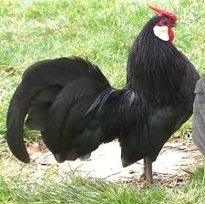 Gà tre ô mướt 